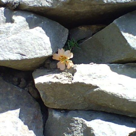 floare de piatra